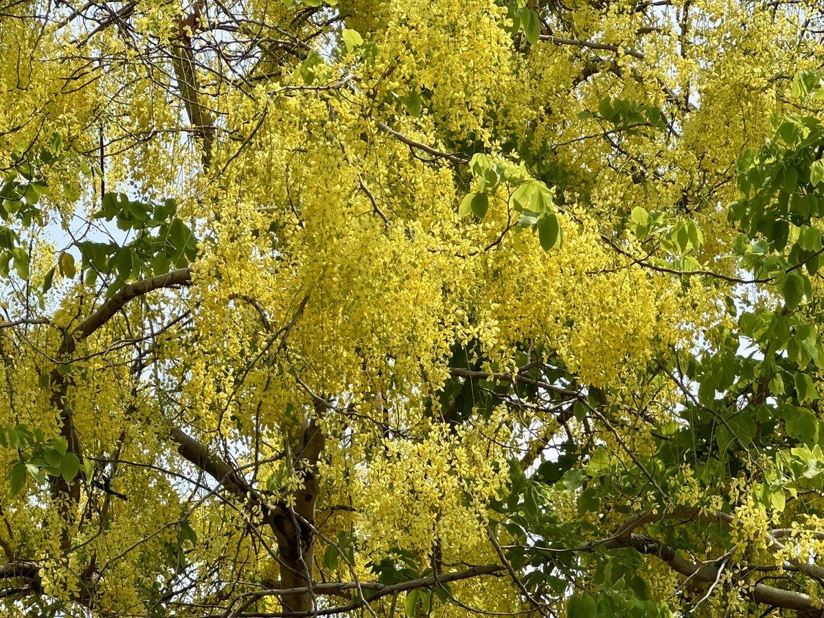 ✨ アベさん 🇹🇭 tweet media