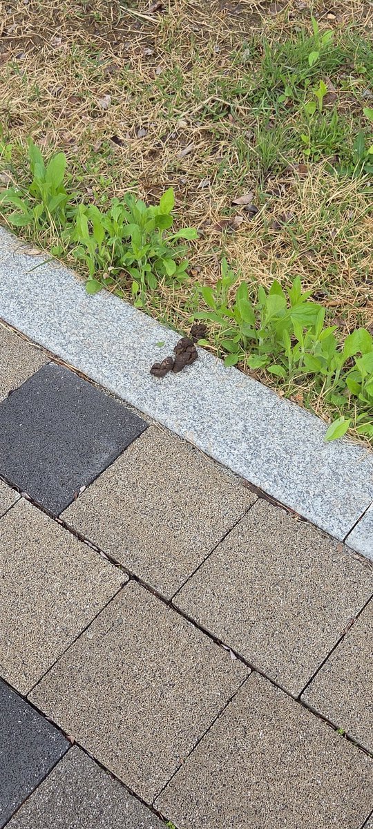pinkwrite0427's tweet photo. 산책하는 귀여운 강아지를 보면 기분이 좋아진다.
그 뒤 개똥을 보면 ...... 💩 https://t.co/zCTVEu5EES