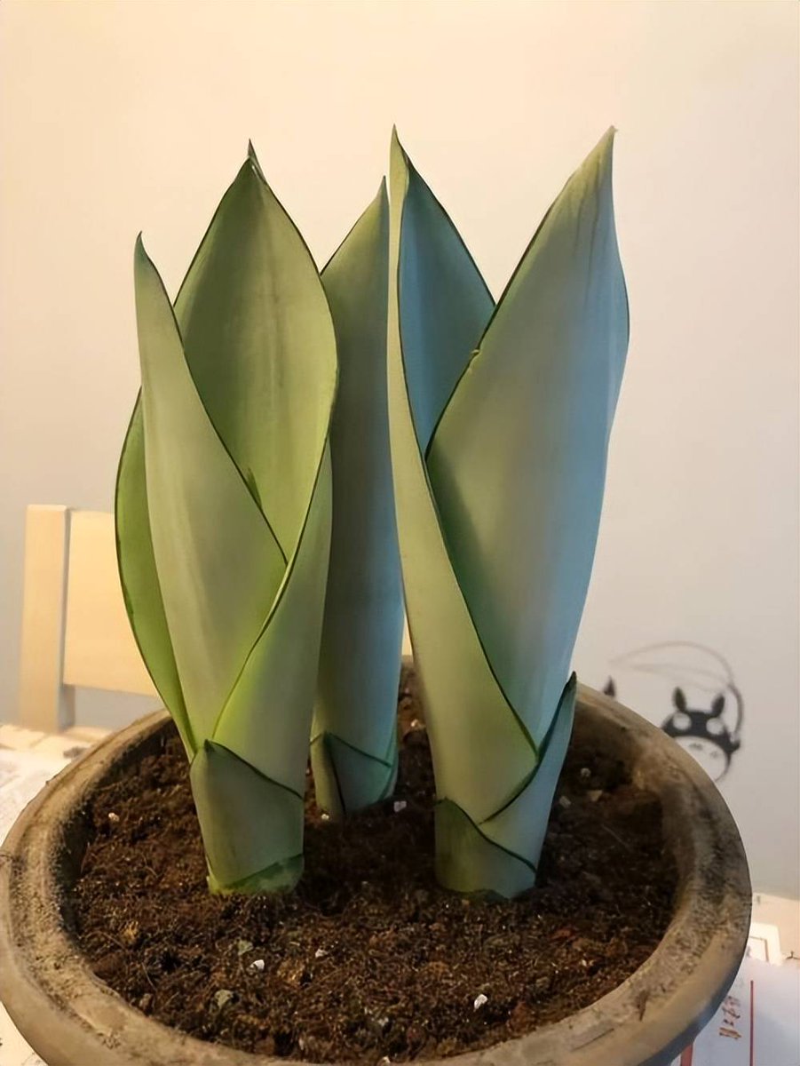 jackie o tweet media