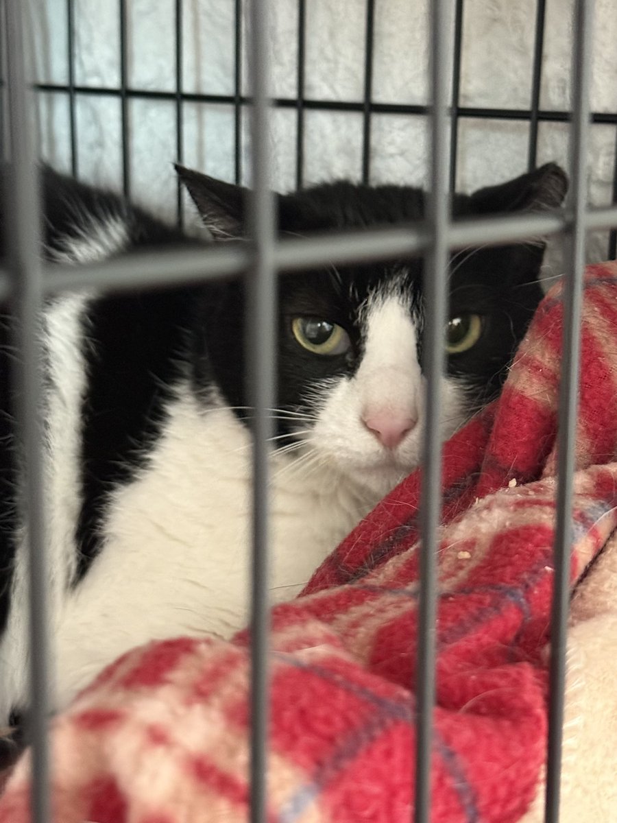 가족을 찾는 베리 🐈‍⬛ tweet media