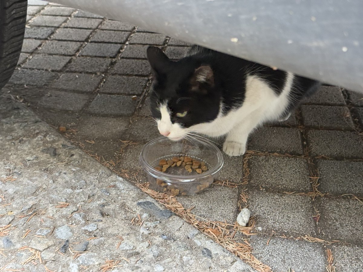 가족을 찾는 베리 🐈‍⬛ tweet media