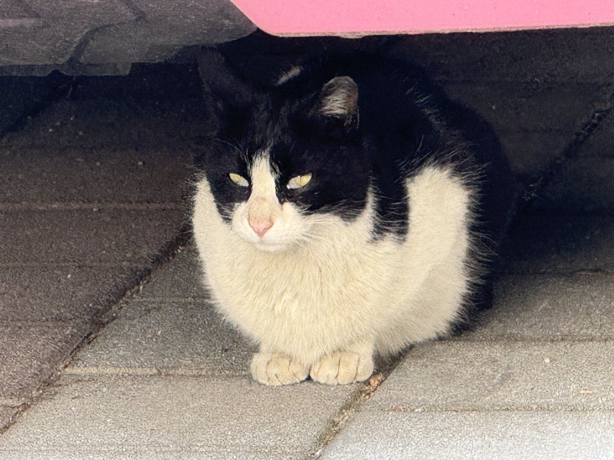 가족을 찾는 베리 🐈‍⬛ tweet media