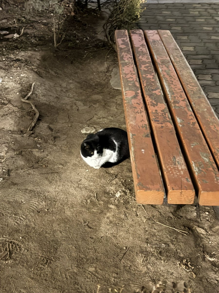 가족을 찾는 베리 🐈‍⬛ tweet media