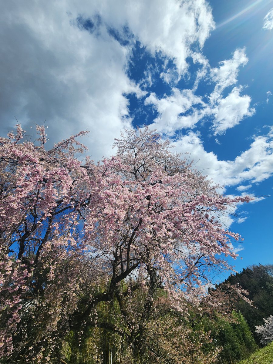 mymi(みみ) tweet media