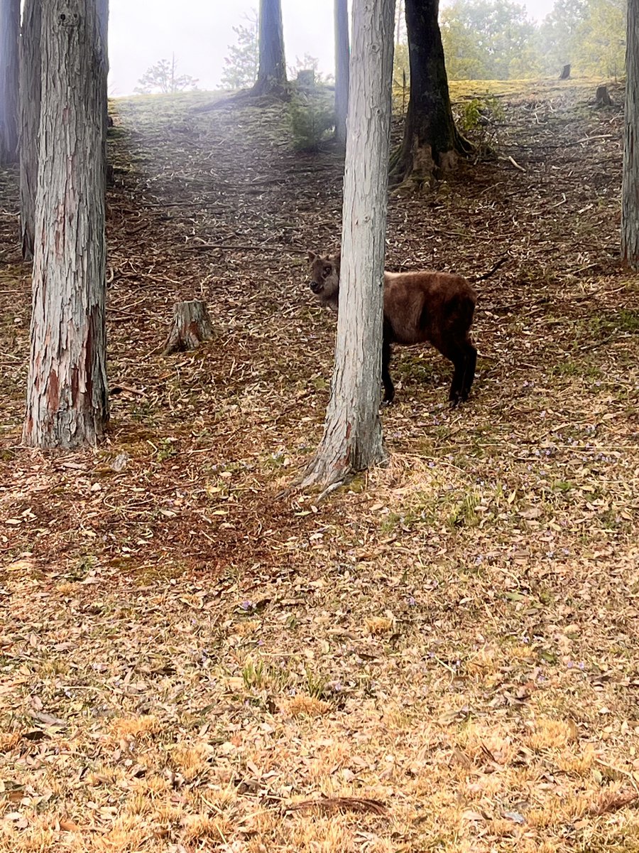 ぶんぶん tweet media