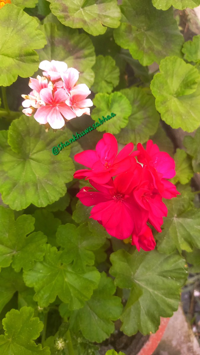 90s_kid_90s's tweet image. 🌸🌸…………प्रिय फूल……………🌸🌸
🕊️Peace, ❣️Love, ☺️Happiness
……………
#FreshStart 
#StayPositive
#NepalLife 
🙏🕉️✨📿🌺☀️
शुभ प्रभात 𝕏 दुनियाँ 🌄
यहाँहरु सबैकाे आजकाे 
दिन उल्लासमय बनाेस 🥳
#abiralbrt 🧿