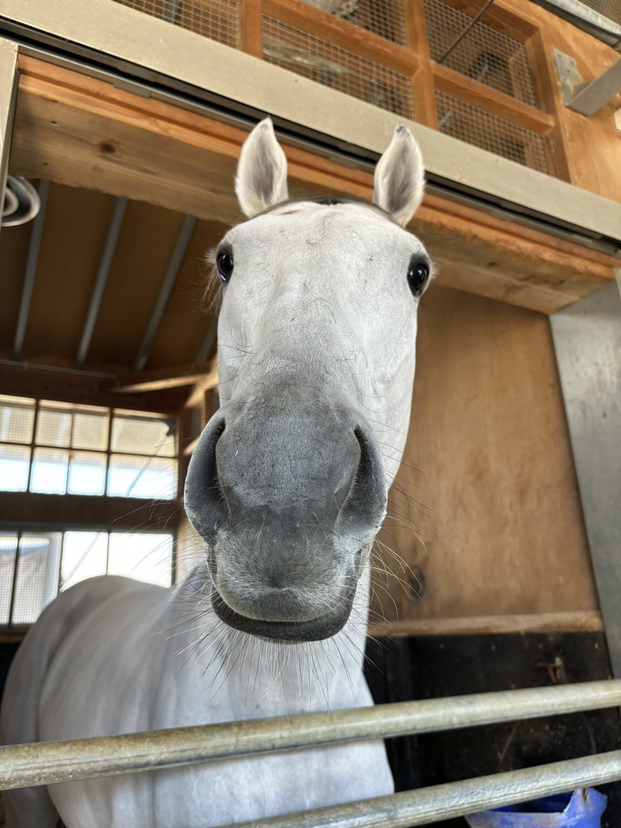 𝑹𝒊𝒏𝒊 • リニ 🐰🍪🐾 tweet media