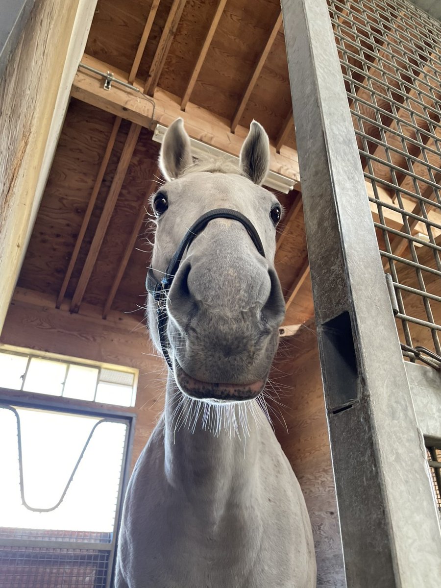 𝑹𝒊𝒏𝒊 • リニ 🐰🍪🐾 tweet media