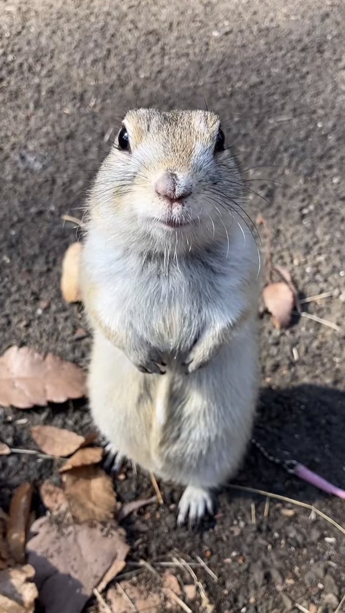 Prairie dawg tweet media