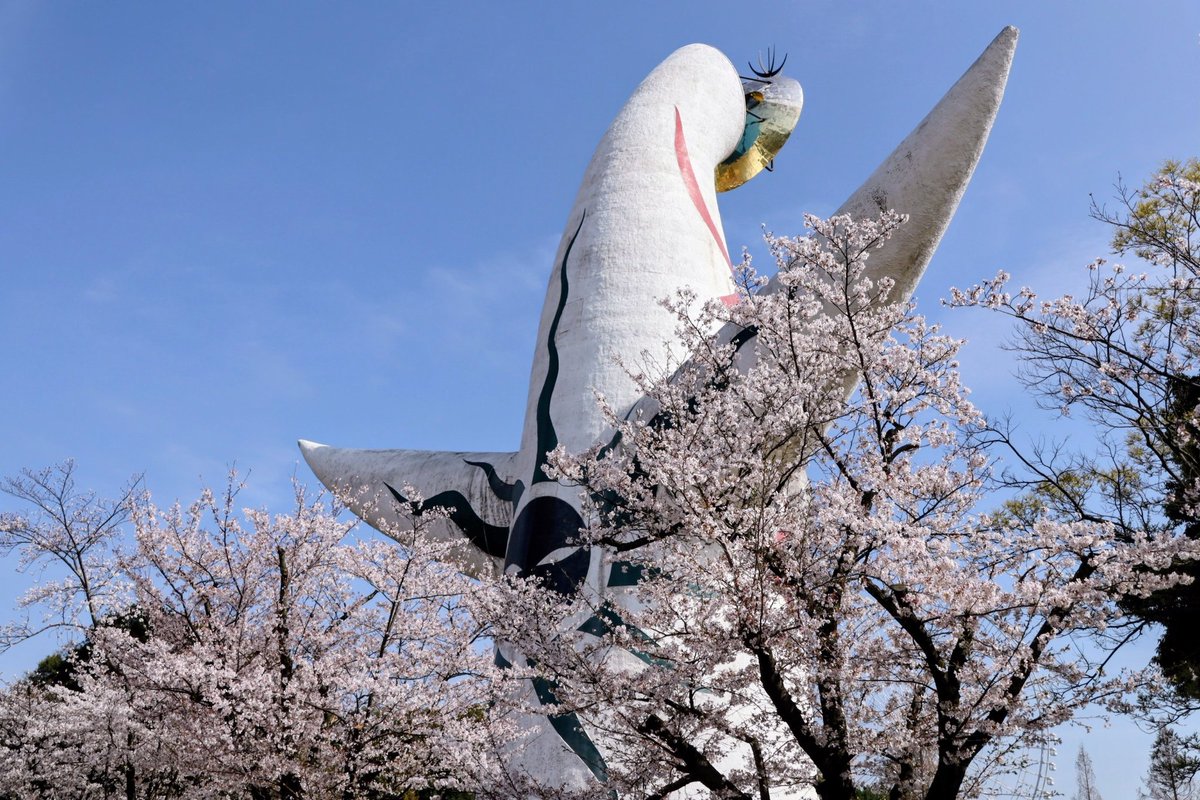 daiichi18's tweet photo. 大阪万博公園の桜と太陽の塔 https://t.co/5GoQF0MVle