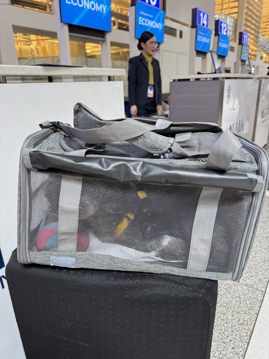 donmiguel8088's tweet photo. Philippine Airlines  @flyPAL, your #FurPAL program is a trap for well-meaning pet owners. 🚨

We did everything (well almost) by the book to fly my dog, Cooper, to Roxas City early this morning. We bought the spec-compliant carrier, rushed to secure time-sensitive vet clearances https://t.co/TxYAOBhOw0