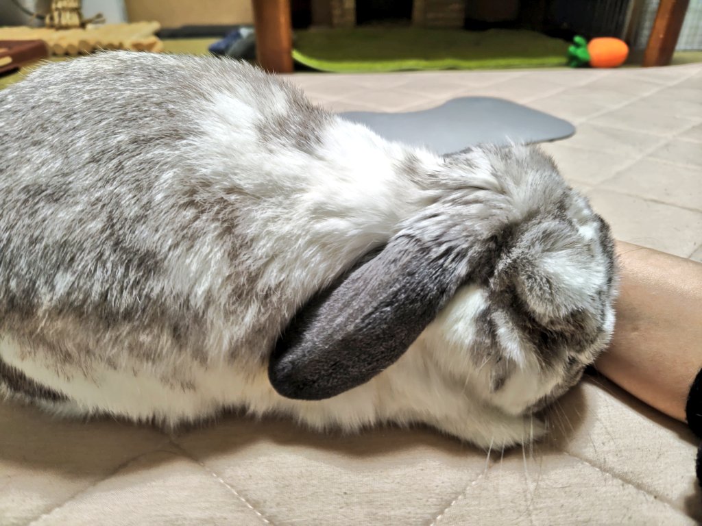 むみすけ tweet media