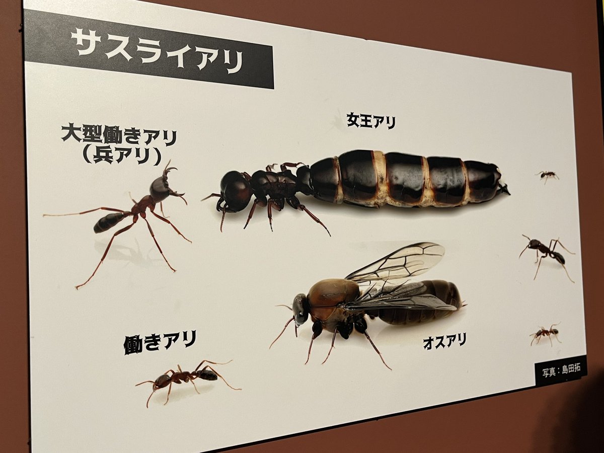サスライアリの女王アリなんか極太ワーム感覚で味が濃厚そうに思えた