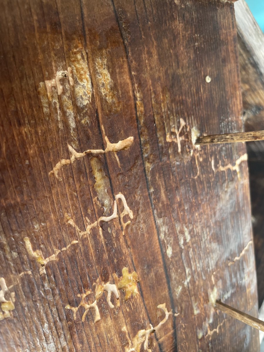 星海難民 tweet media