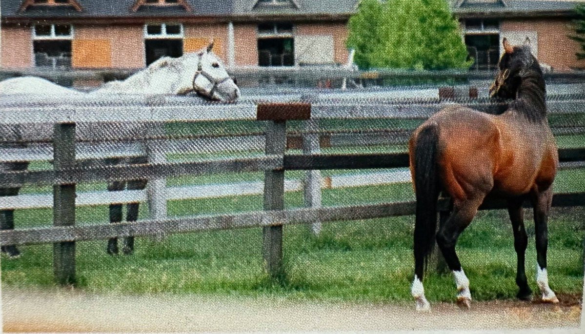 timely mejiro mcqueen! tweet media