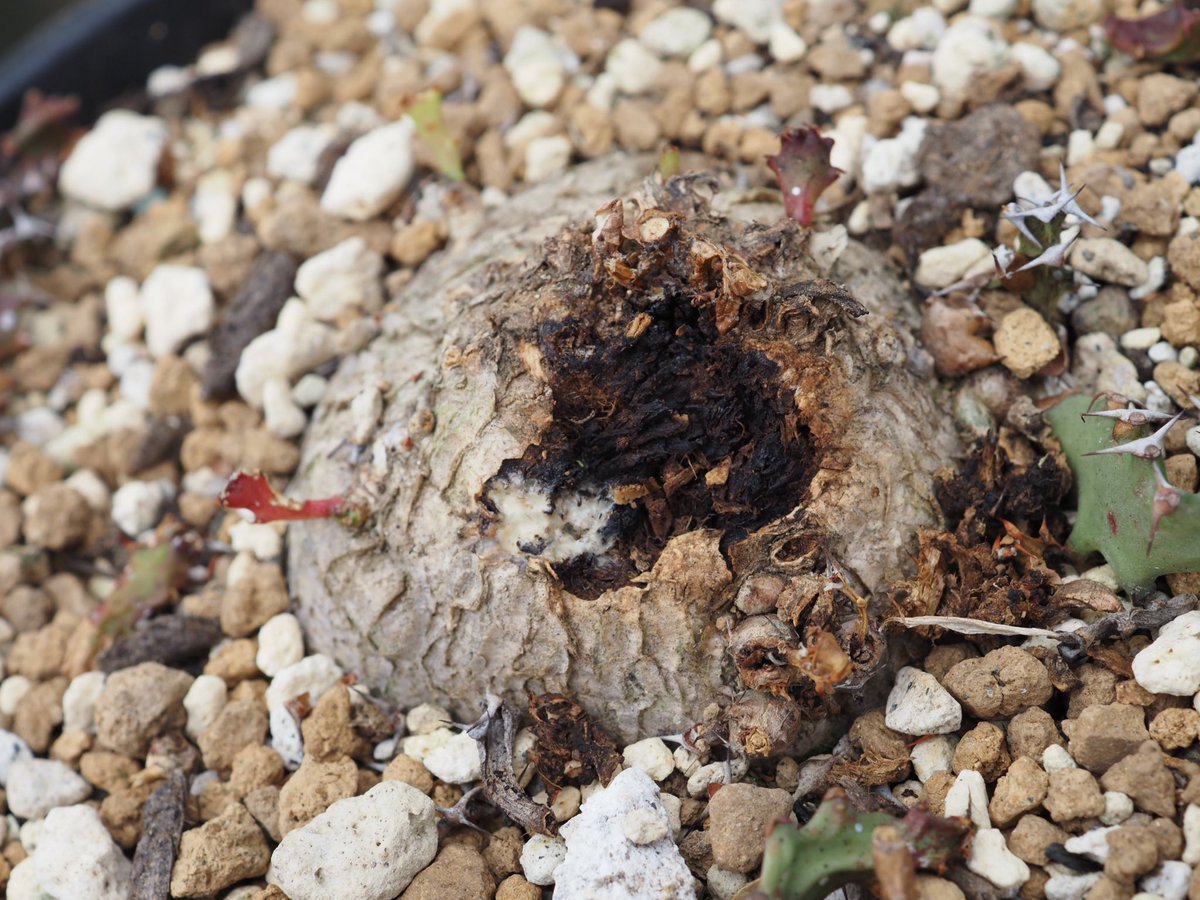 ぼびぃ tweet media