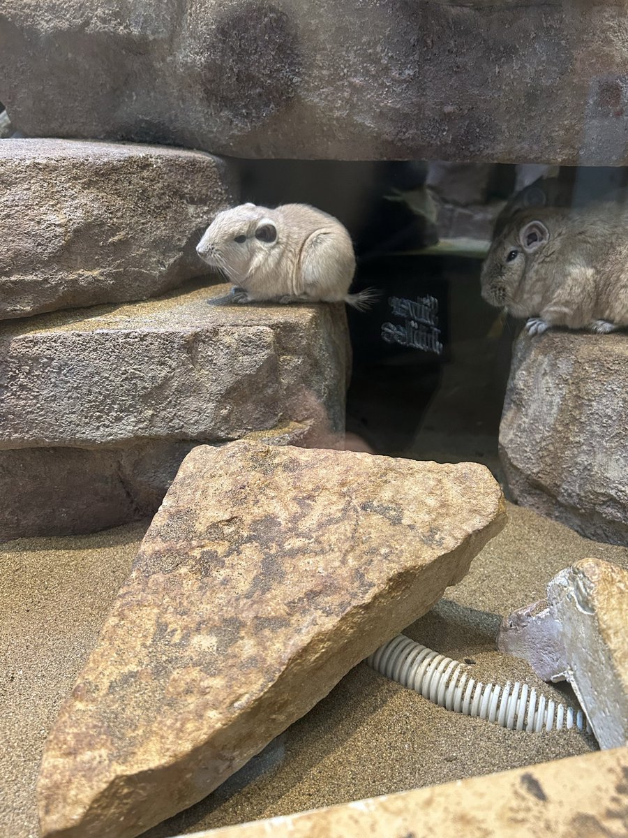 きなこ📦 tweet media