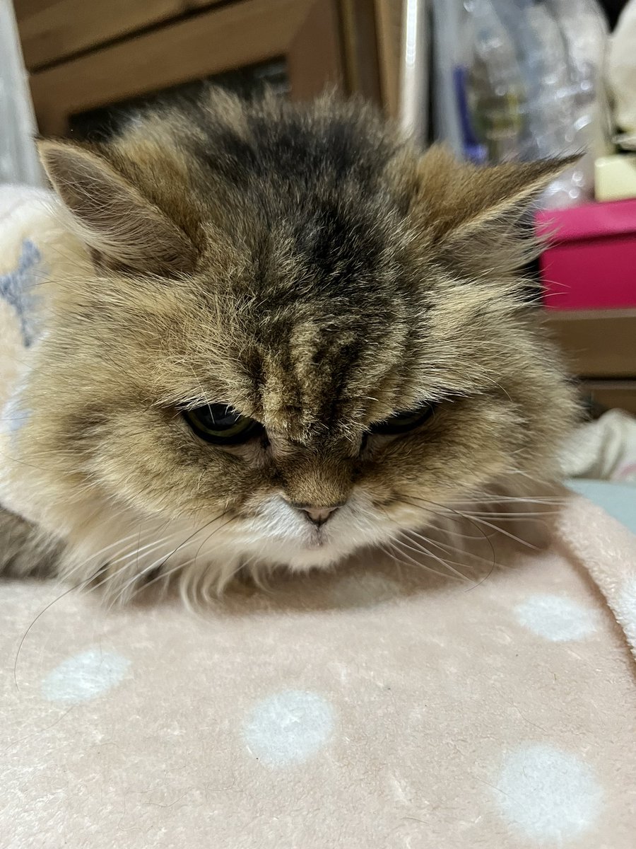 ジュンコ tweet media