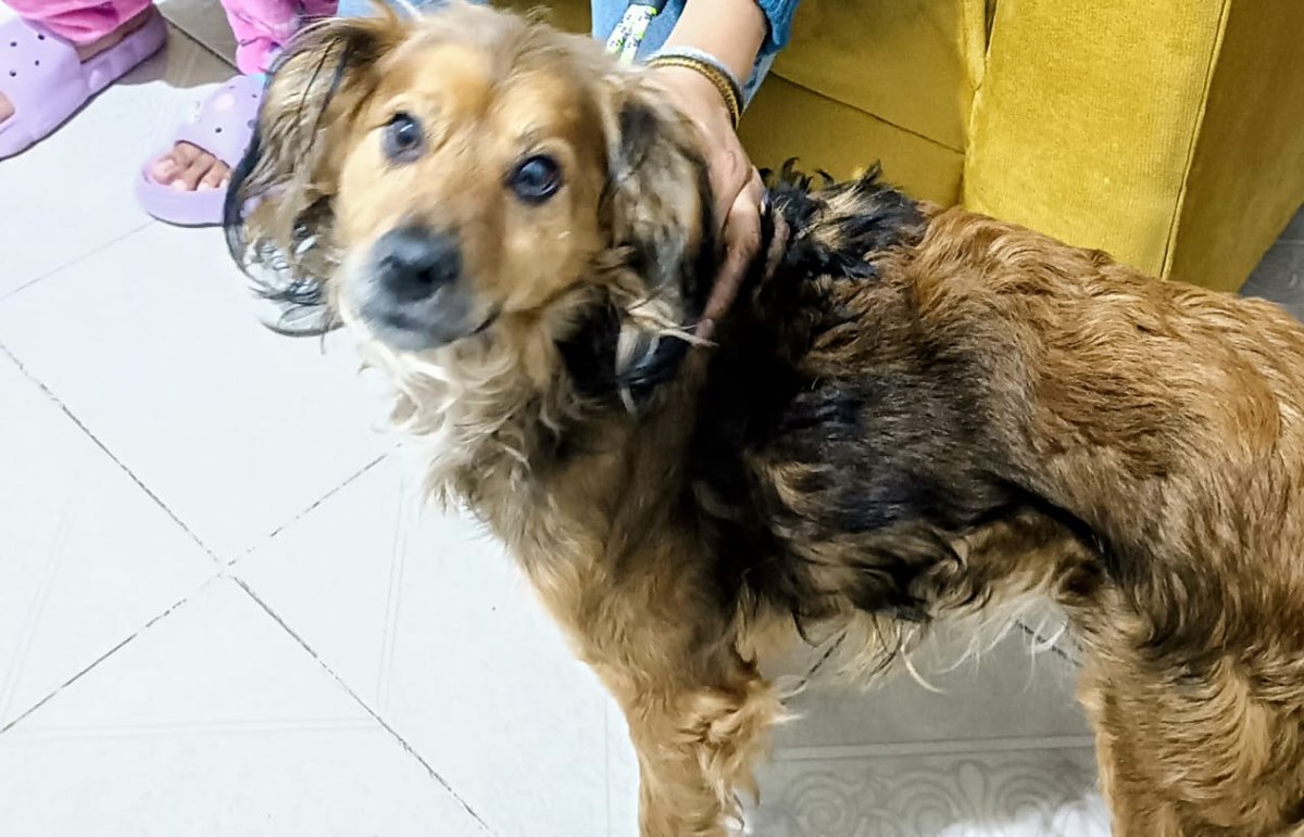 VIBRAmascotas's tweet image. Amigos nos faltan $2500 pesos para pagar la pensión de esta semana 🥺 
25 angeles que donen 100 pesitos por favor 🙏🏼🙏🏼🙏🏼 
Todo suma #sos #comparte #ayuda 
Banco Azteca 
Diana Carolina Rosales Pérez
CLABE 127180013430278263 
TARJETA 4027660008598593

BANCOMER
Diana Carolina