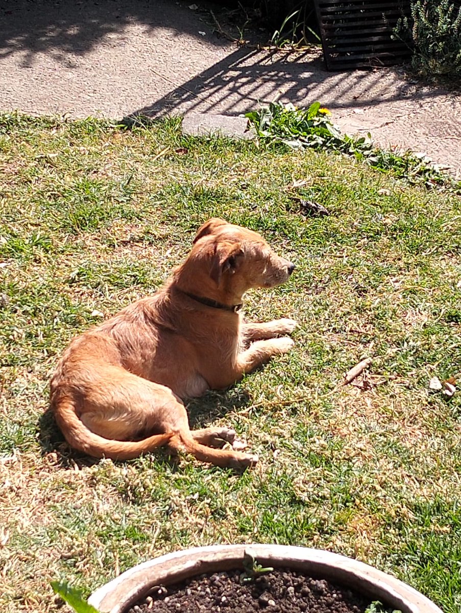 VIBRAmascotas's tweet image. Amigos nos faltan $2500 pesos para pagar la pensión de esta semana 🥺 
25 angeles que donen 100 pesitos por favor 🙏🏼🙏🏼🙏🏼 
Todo suma #sos #comparte #ayuda 
Banco Azteca 
Diana Carolina Rosales Pérez
CLABE 127180013430278263 
TARJETA 4027660008598593

BANCOMER
Diana Carolina