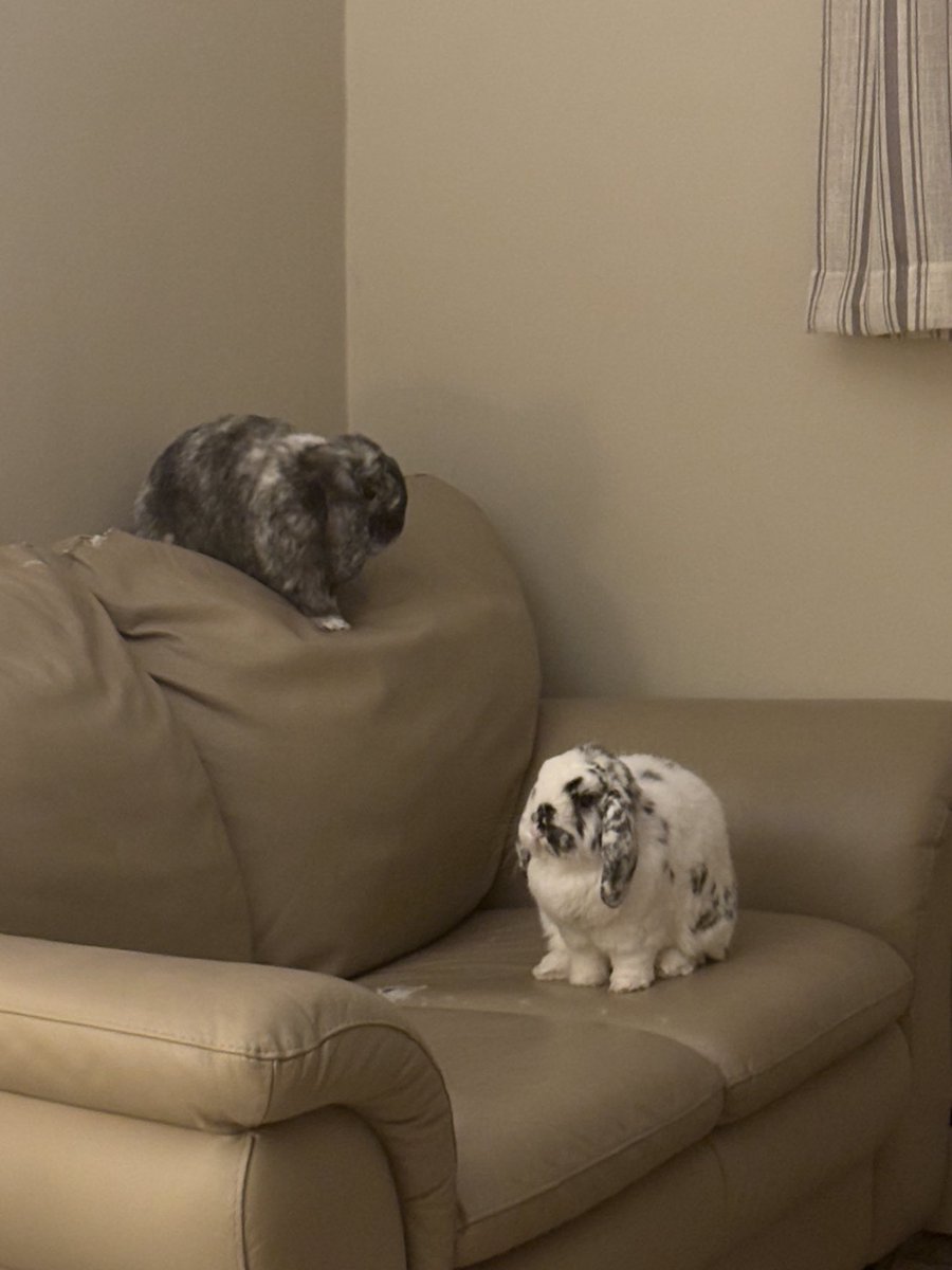 Salem 🪴🦨 tweet media