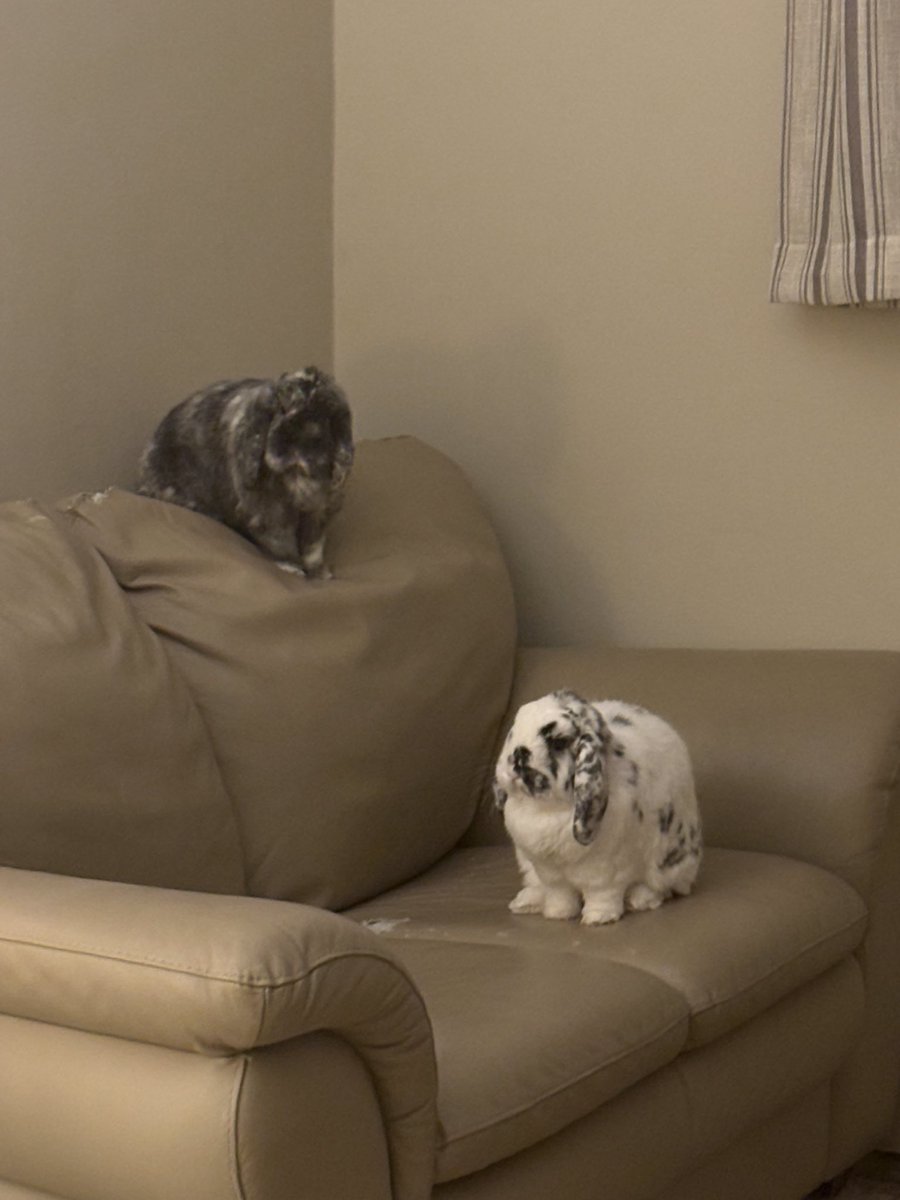 Salem 🪴🦨 tweet media