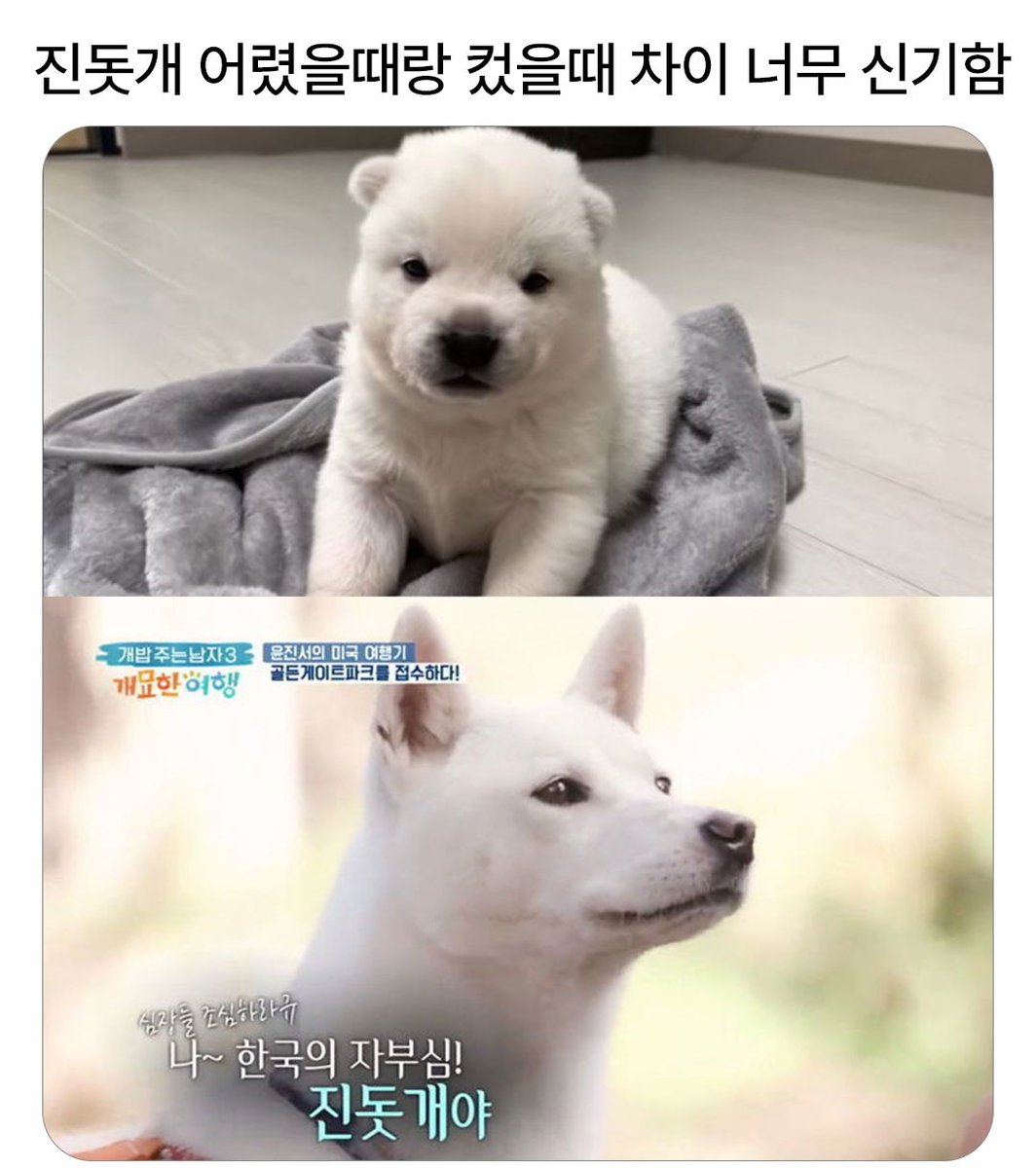 맵고스 tweet media