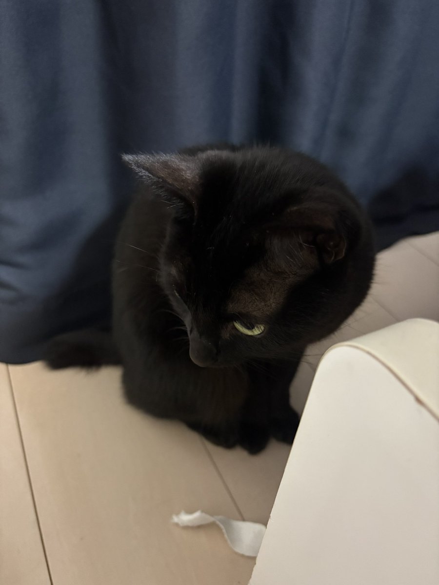 あずき🐾 tweet media