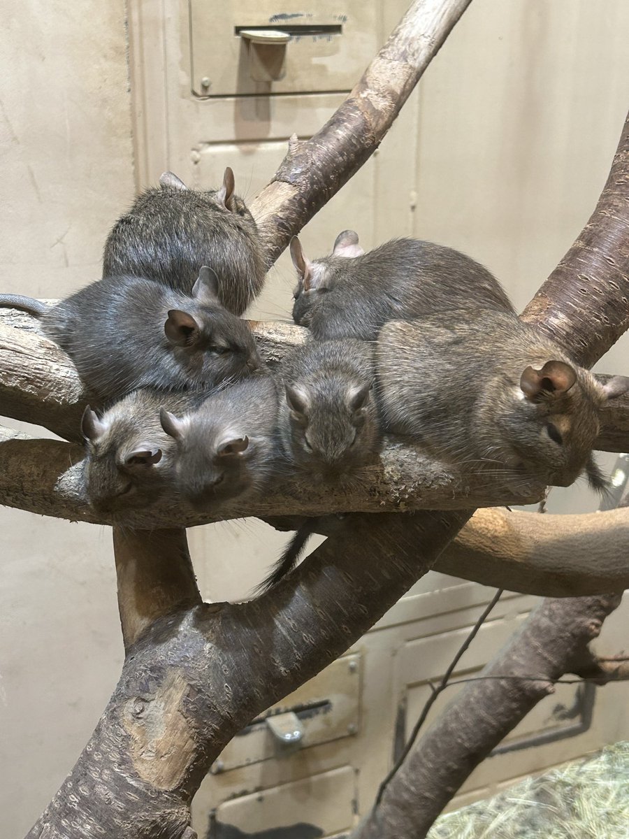 きなこ📦 tweet media