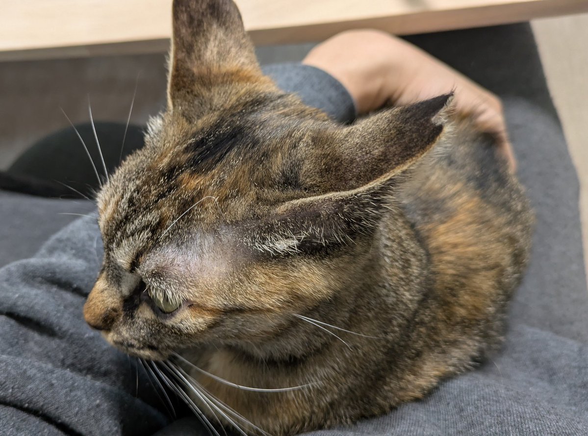 リペあき(タコス) tweet media