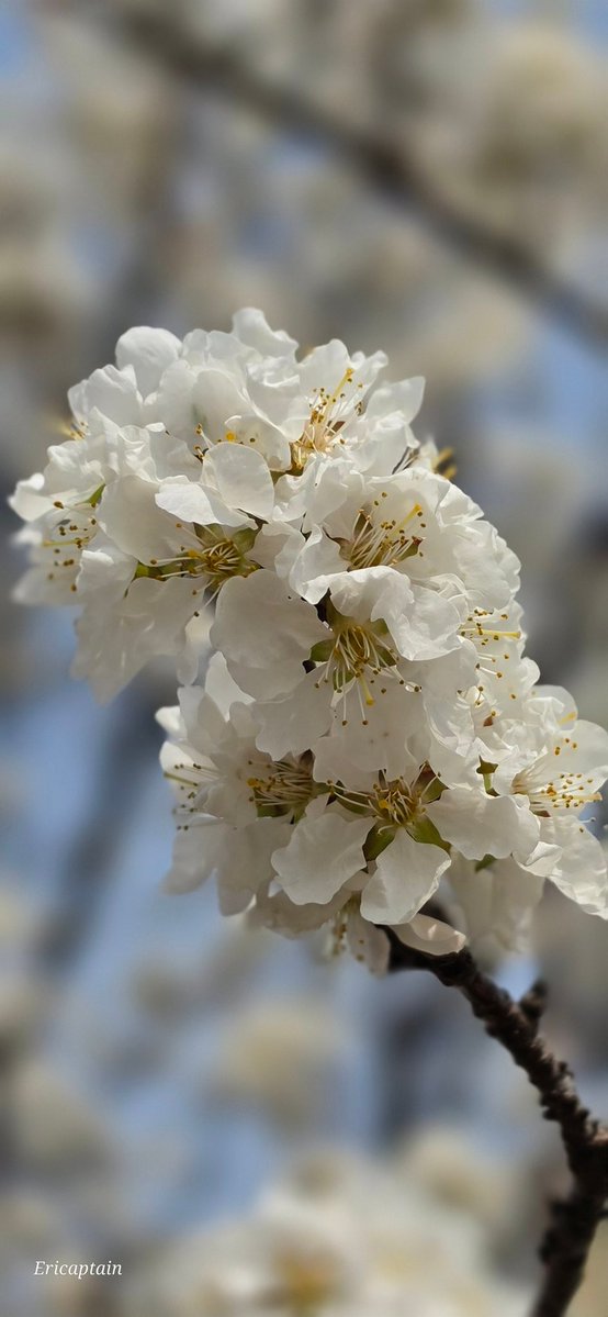 Ericaptain tweet media