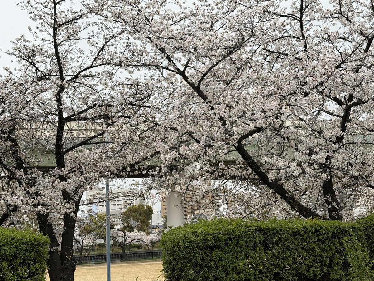 Tea House 茶摩 ♪ 紅茶屋 tweet media