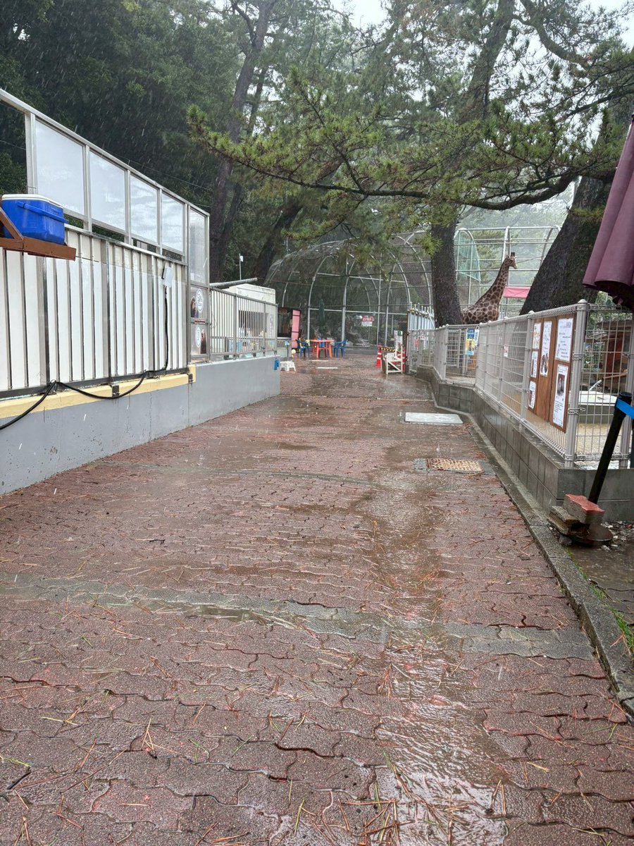 桂浜水族館 公式 tweet media