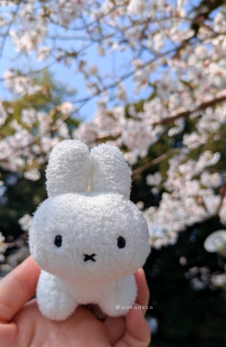わかデザ|うさぎと日常🐰 tweet media