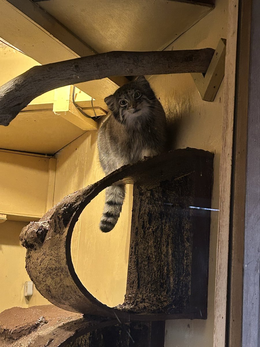 きなこ📦 tweet media