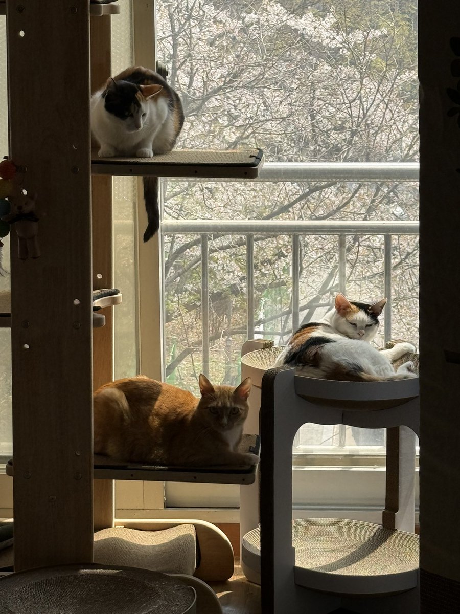 토란토미호프꿀벌네 tweet media