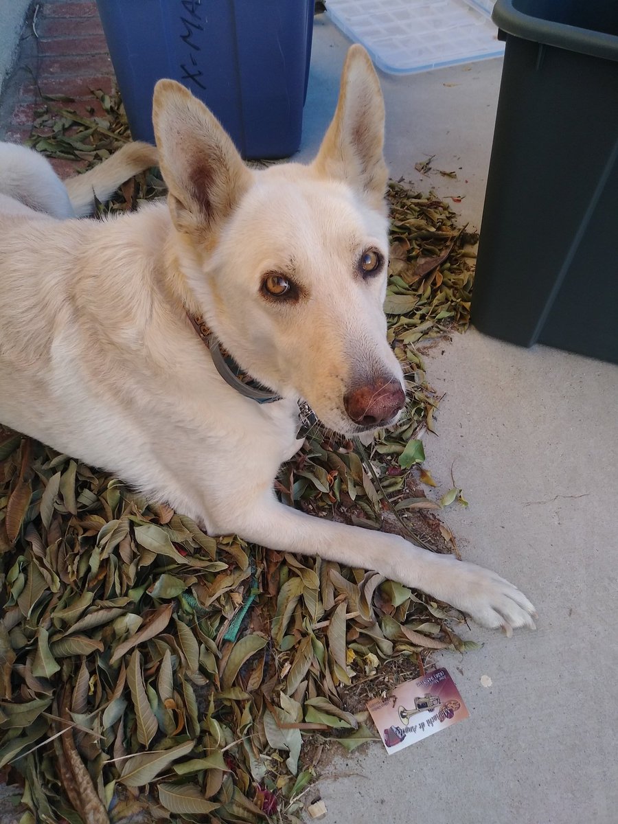 AverageGuy(commissions open) tweet media