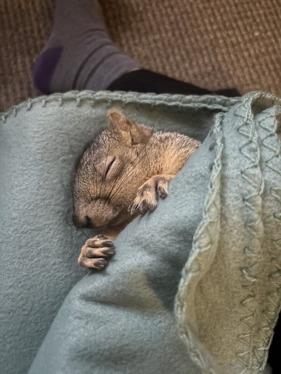 schuri 🐿️🍂 tweet media