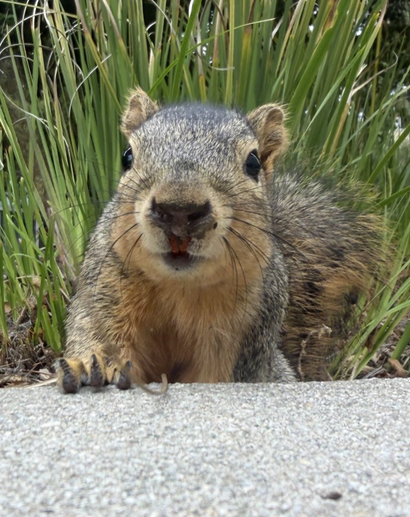 schuri 🐿️🍂 tweet media