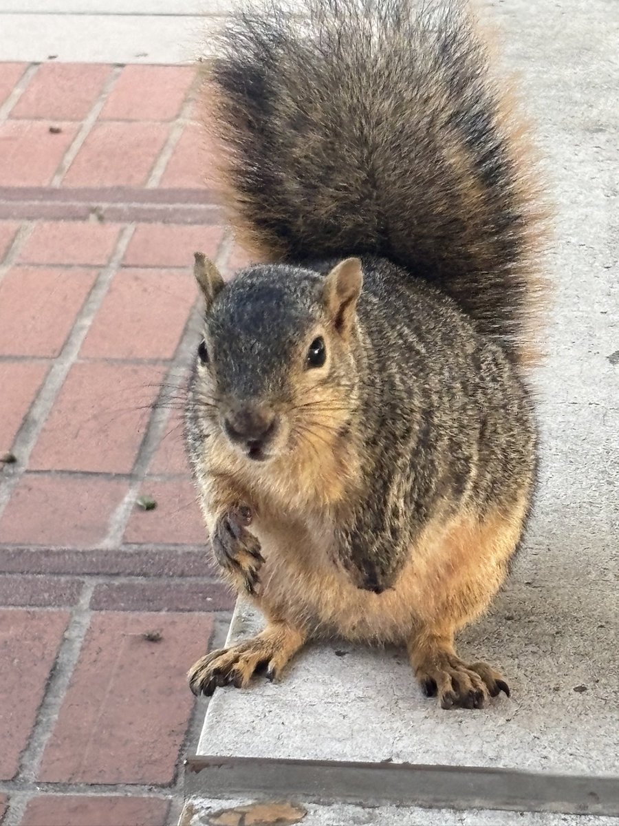 schuri 🐿️🍂 tweet media