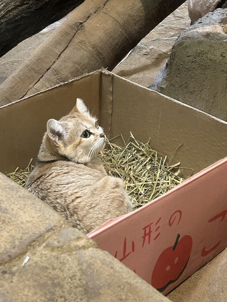 きなこ📦 tweet media