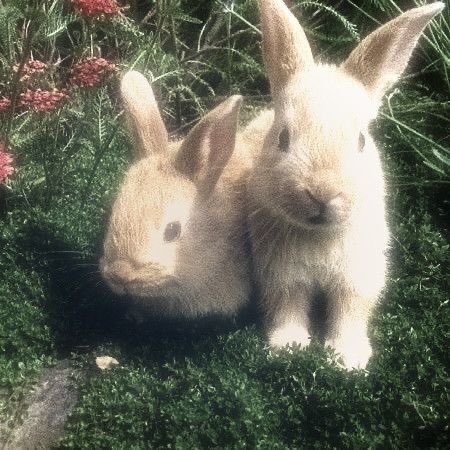 ൱𝑜𝑜𝓃𝓎 tweet media