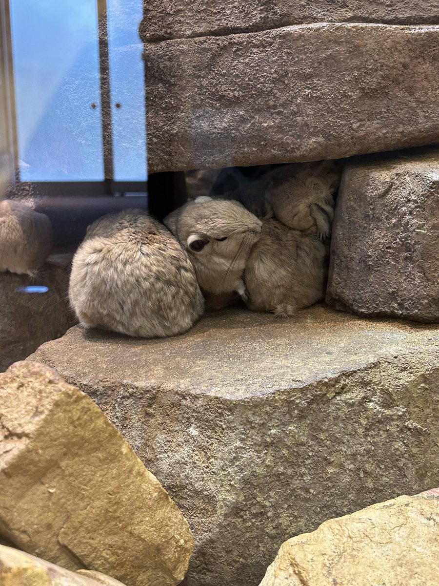 きなこ📦 tweet media