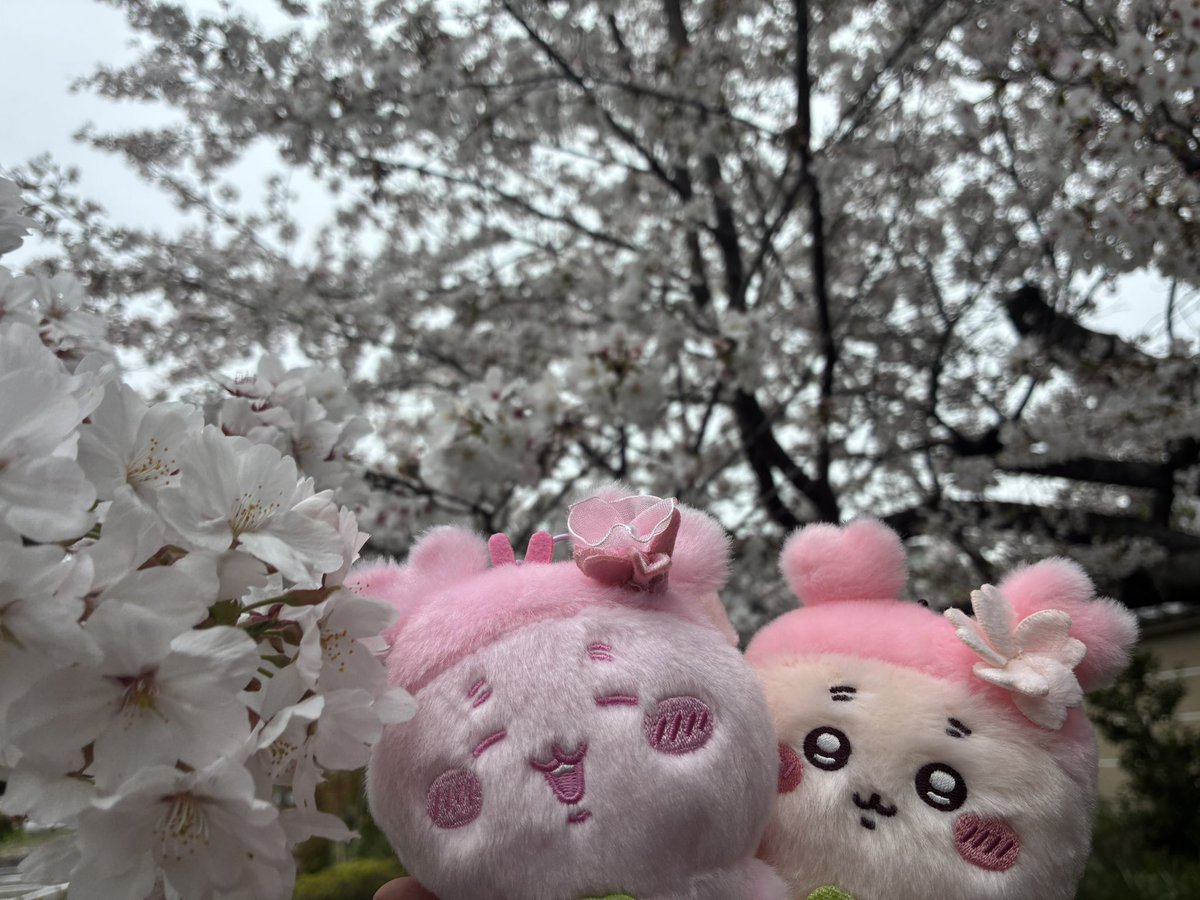 いくら tweet media