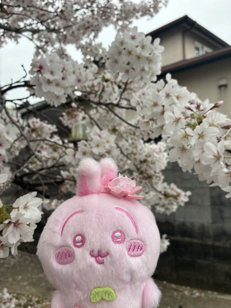 いくら tweet media