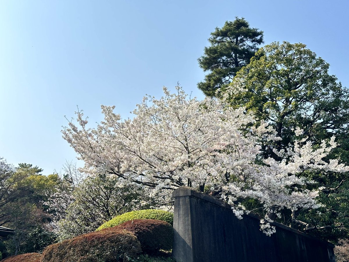 fu__kun12's tweet photo. 桜はいつ見ても良きやな🌸
#日常 #桜 https://t.co/liQJdPj5W9