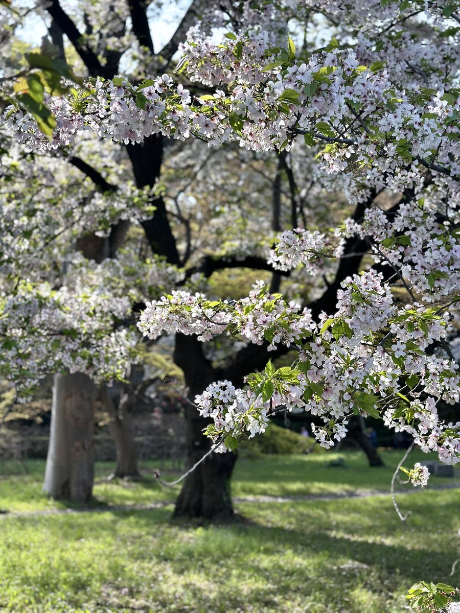 fu__kun12's tweet photo. 桜はいつ見ても良きやな🌸
#日常 #桜 https://t.co/liQJdPj5W9