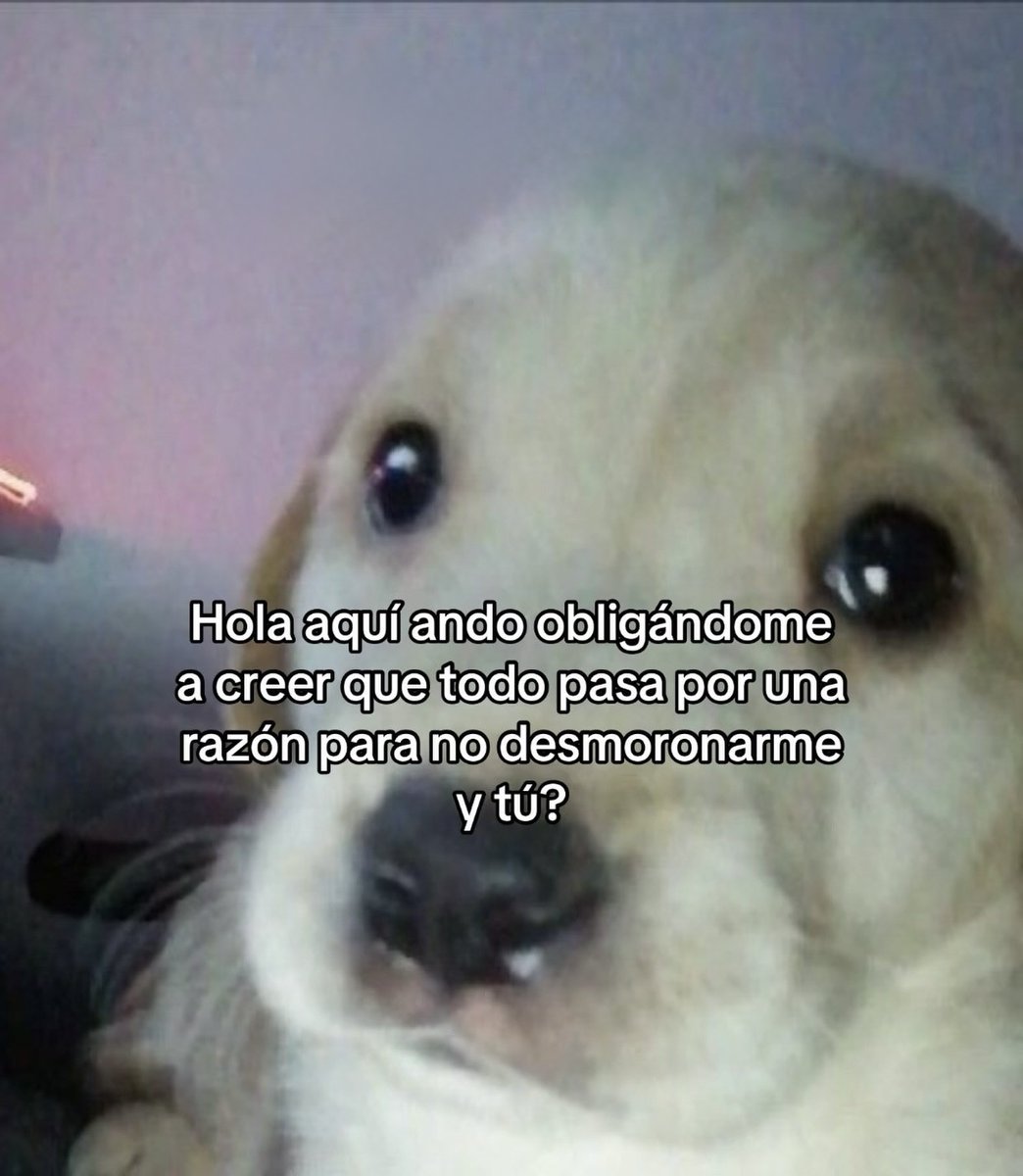 Mundo de Bigotes tweet media