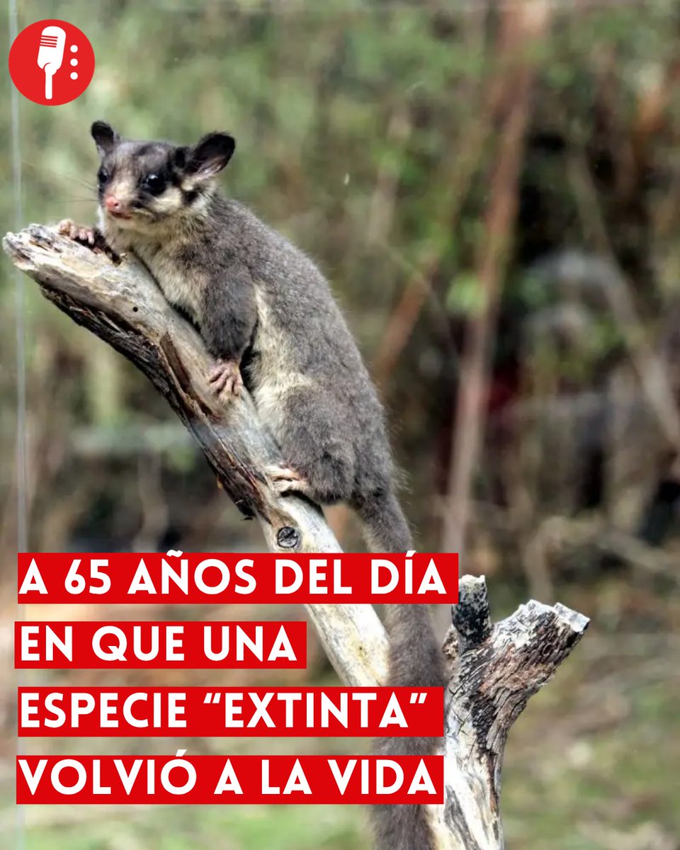 Los Reporteros MX tweet media