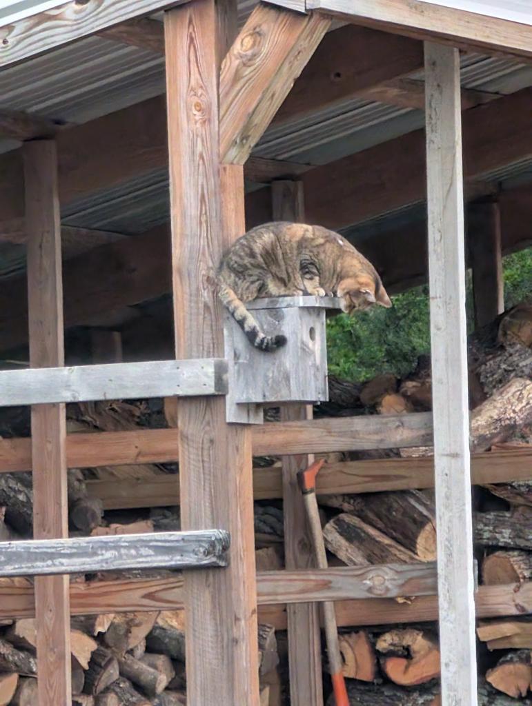 Scott Hambrick tweet media